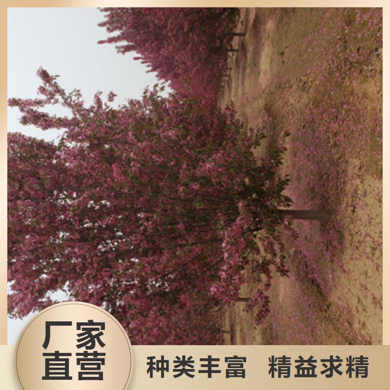 法桐金叶白蜡合作共赢