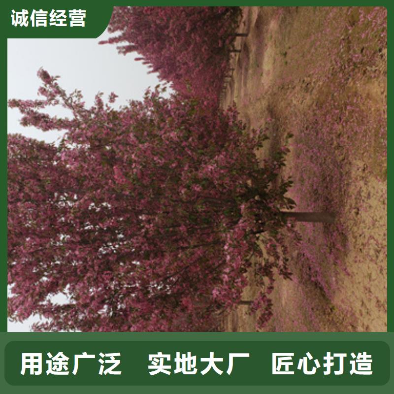 法桐美国红枫可接急单