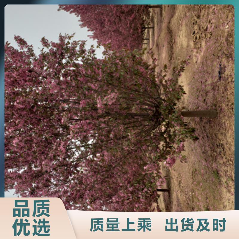 法桐北京栾诚信为本