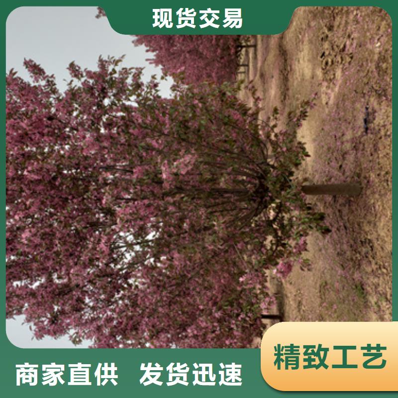 法桐西府海棠生产安装