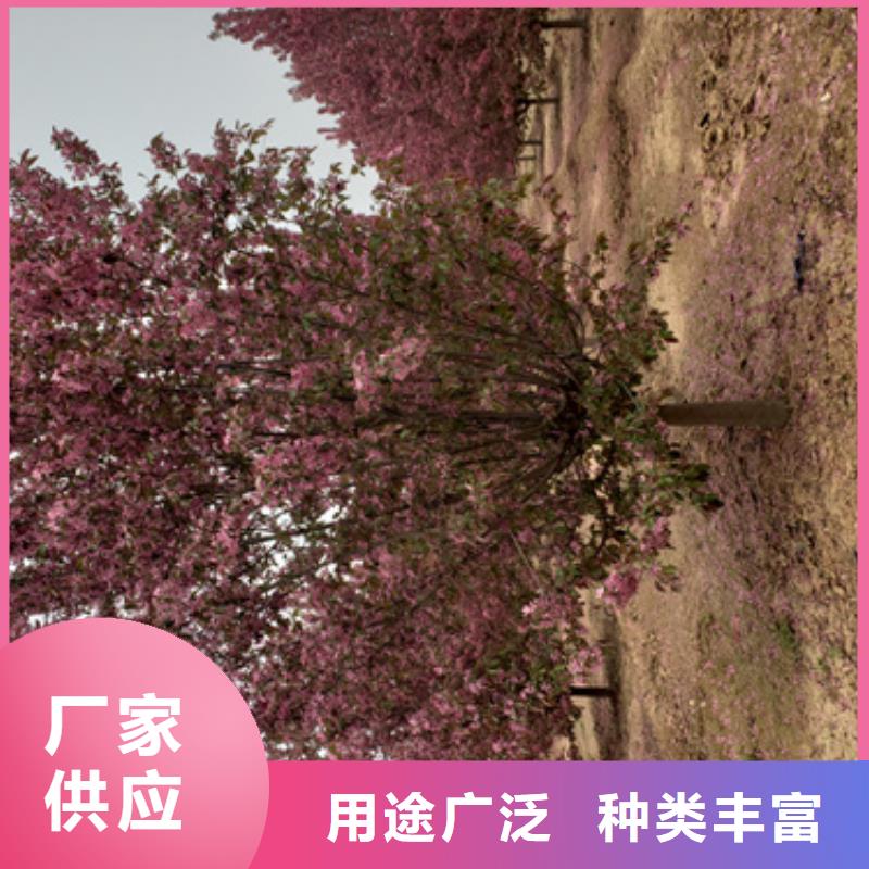 法桐国槐现货销售
