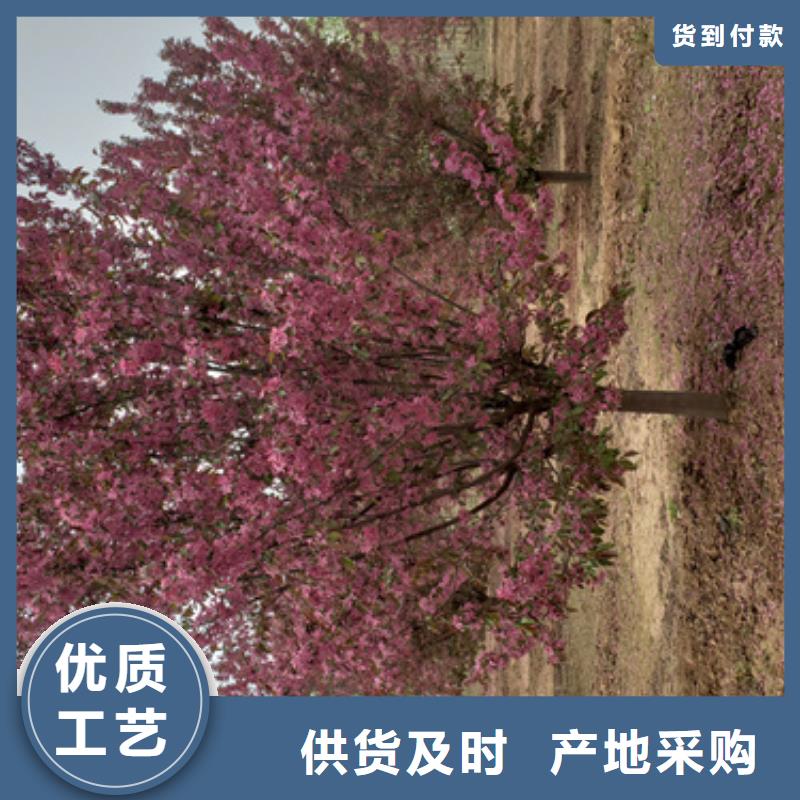 法桐,【金叶复叶槭】多种规格供您选择