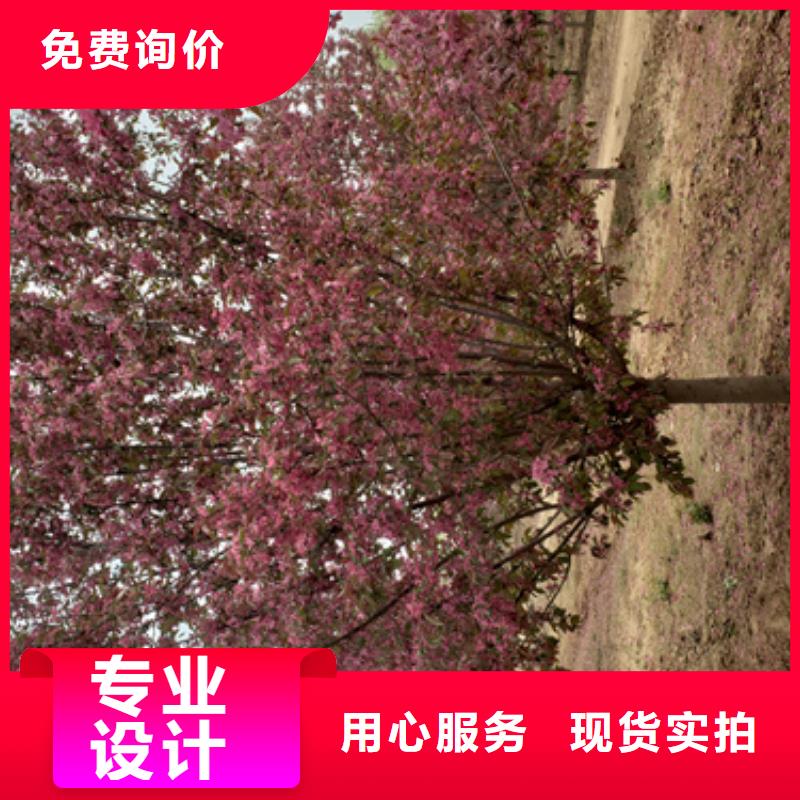 法桐品质信得过