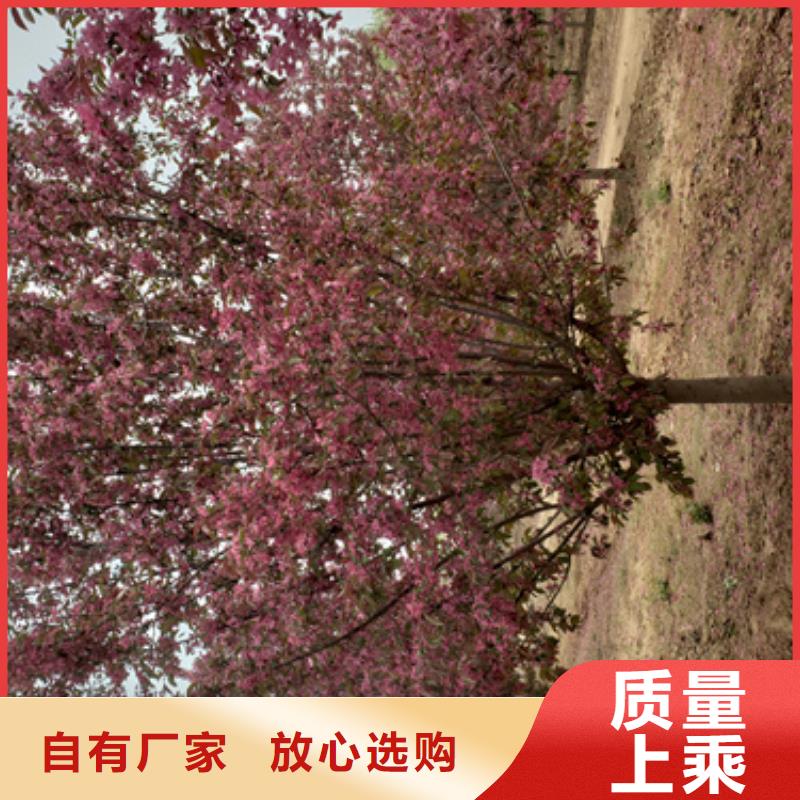 法桐美国红枫专业供货品质管控