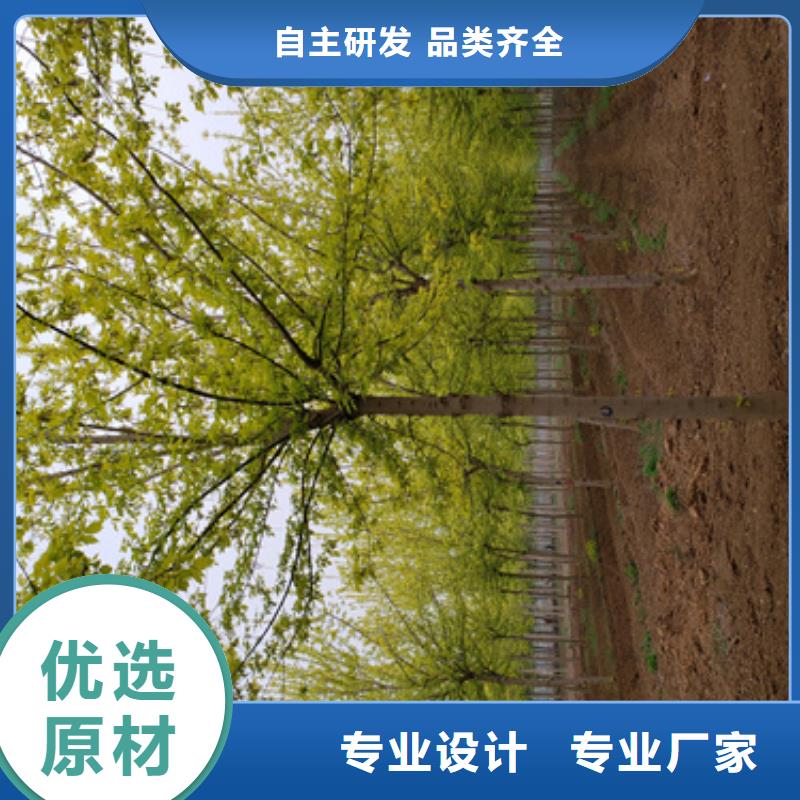 【法桐】白蜡一件也发货