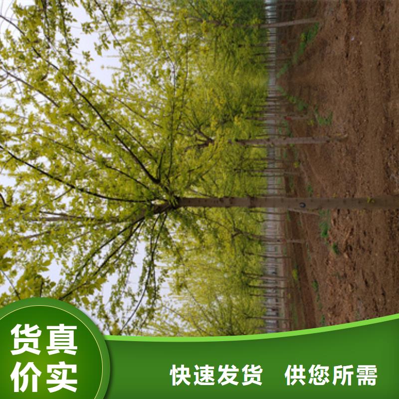 法桐金叶槐定制速度快工期短