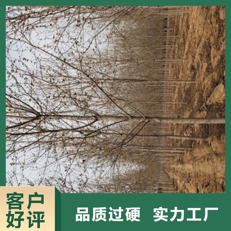 法桐-美国红枫信誉至上