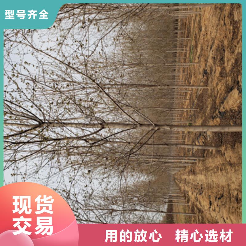 法桐秋紫白蜡工厂批发