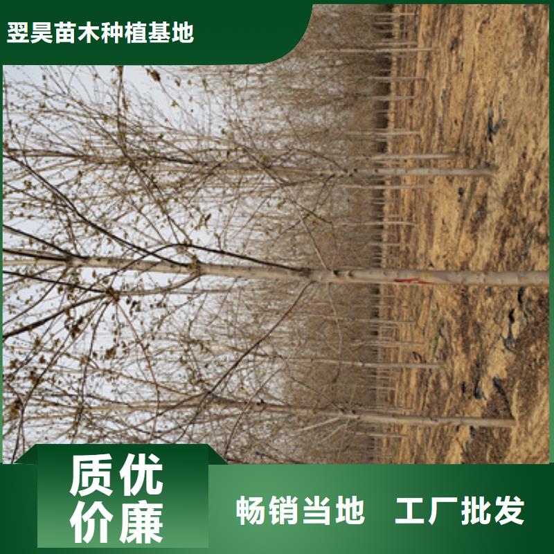 【法桐】金叶槐产地批发
