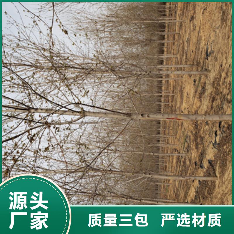 法桐服务至上