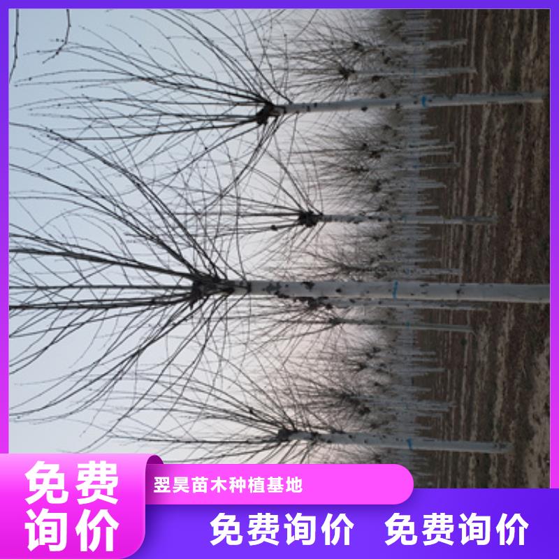 【法桐金叶复叶槭实体诚信经营】