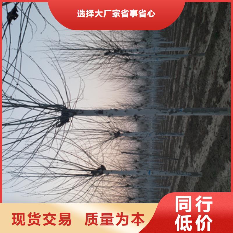 【法桐北京栾诚信商家】