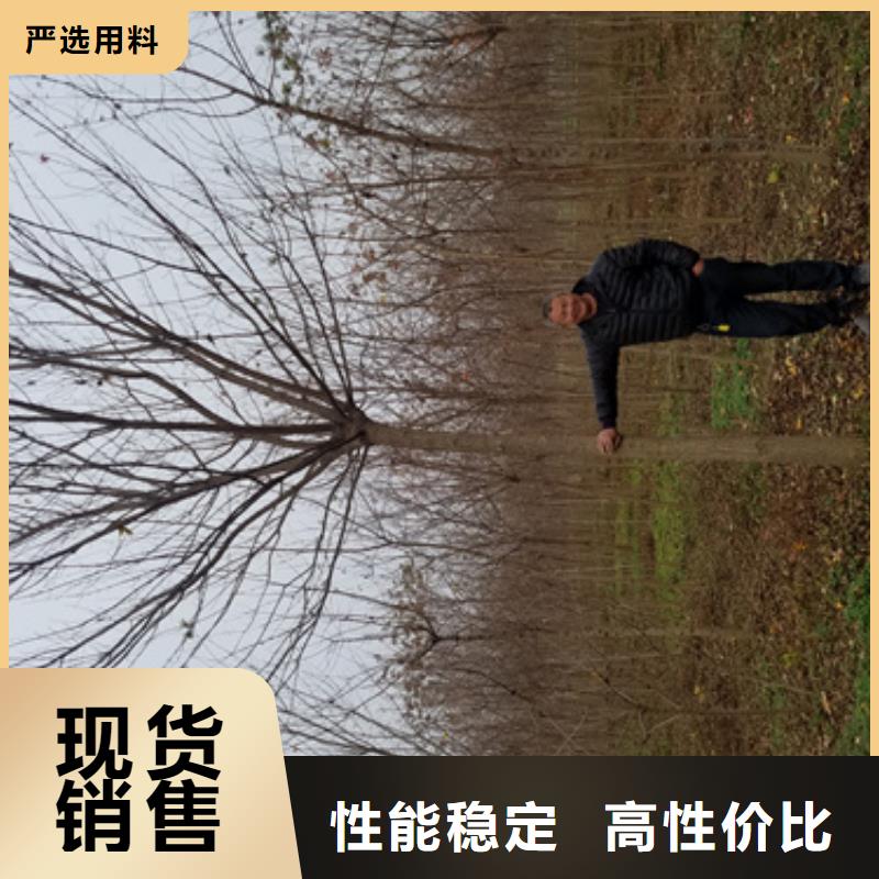 法桐-国槐自有厂家