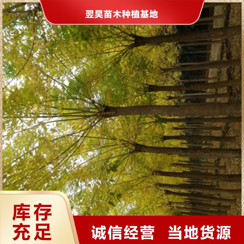法桐秋紫白蜡工厂批发