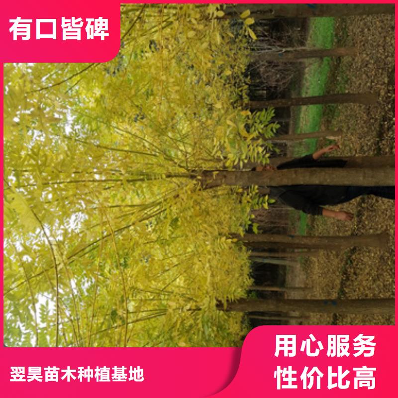 【法桐黄金槐质量为本】