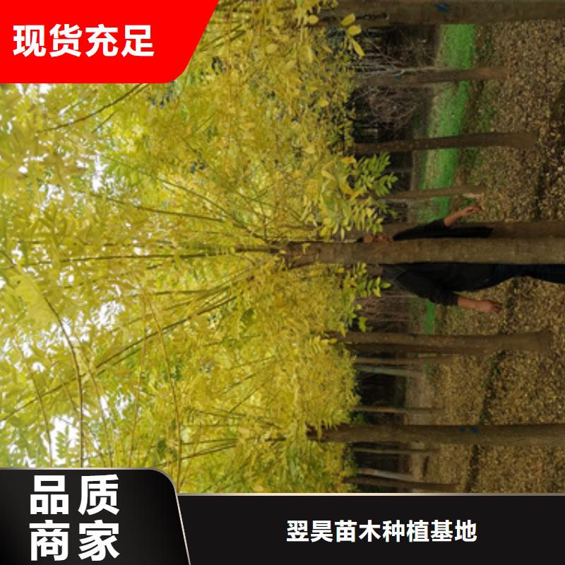 【法桐】国槐超产品在细节
