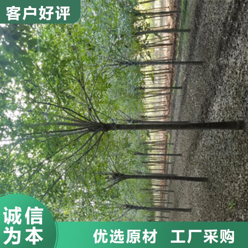 法桐炫丽海棠源厂直销