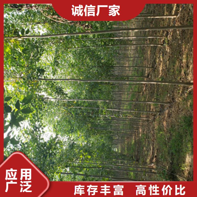 法桐批发商