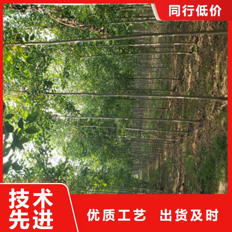 【法桐五角枫厂家技术完善】