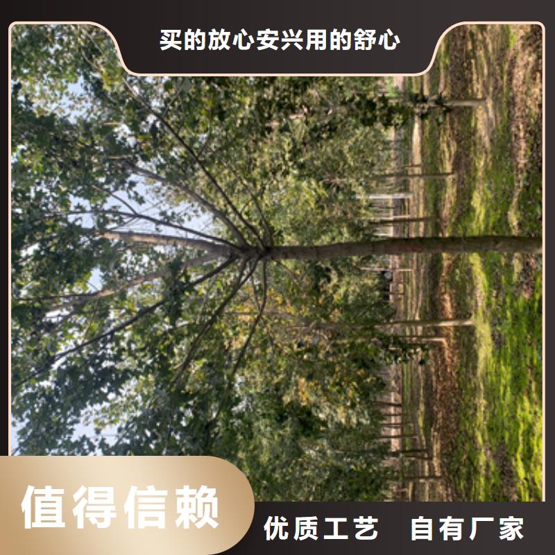 法桐秋紫白蜡工厂批发