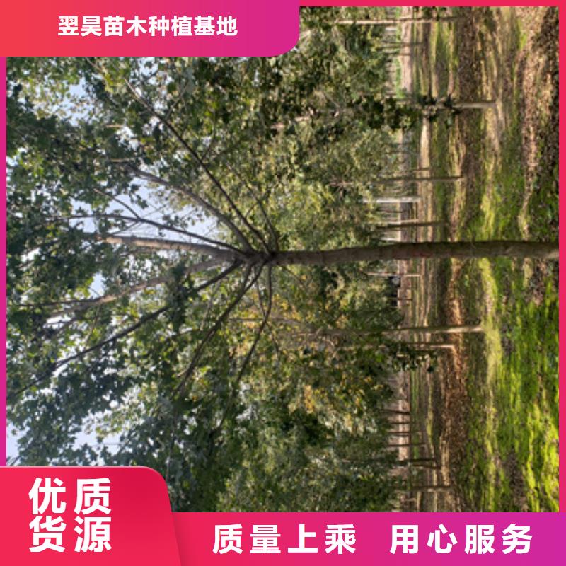 【法桐】金叶复叶槭生产加工