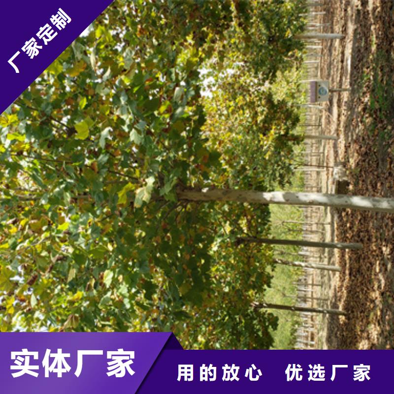 法桐规格齐全实力厂家