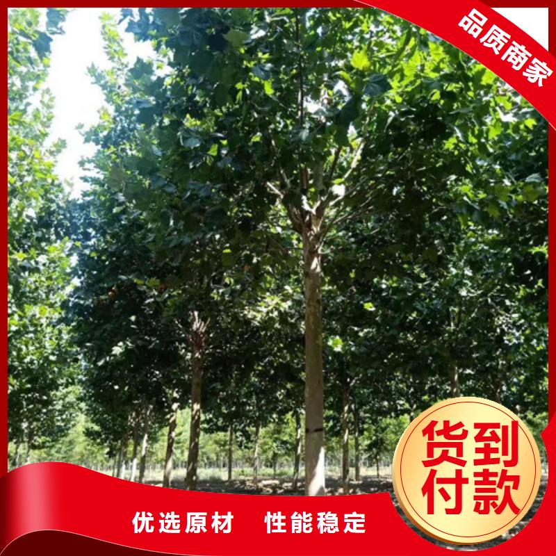 法桐黄金槐多年经验值得信赖