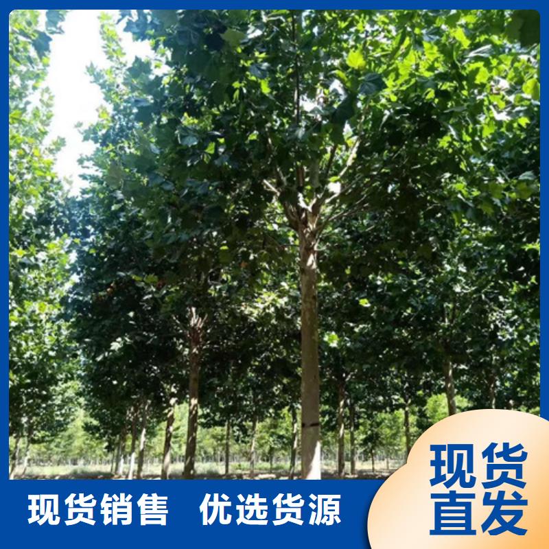 法桐_美国红枫细节决定成败