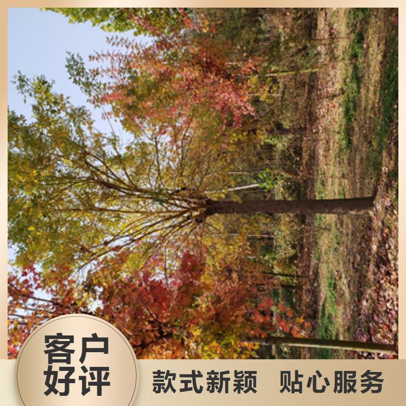 法桐黄金槐厂家质量过硬