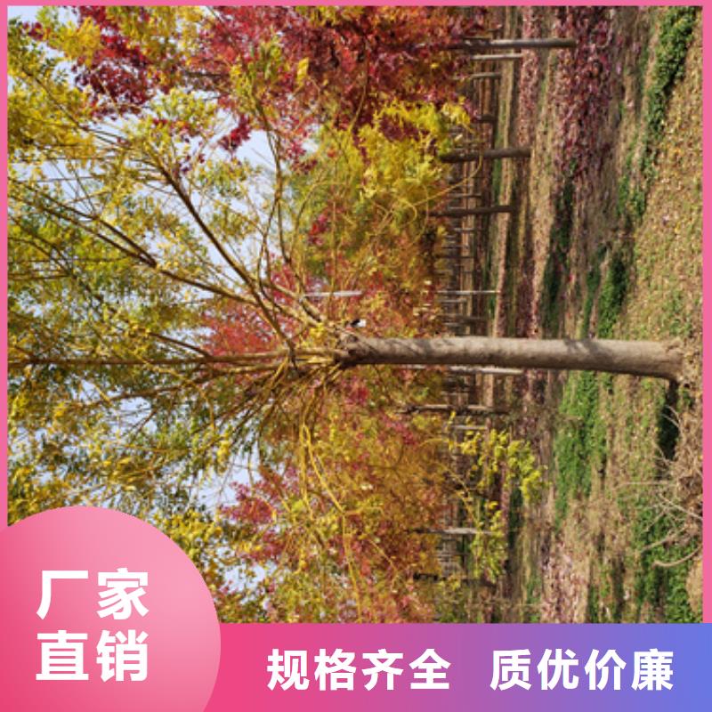 法桐美国红枫以质量求生存