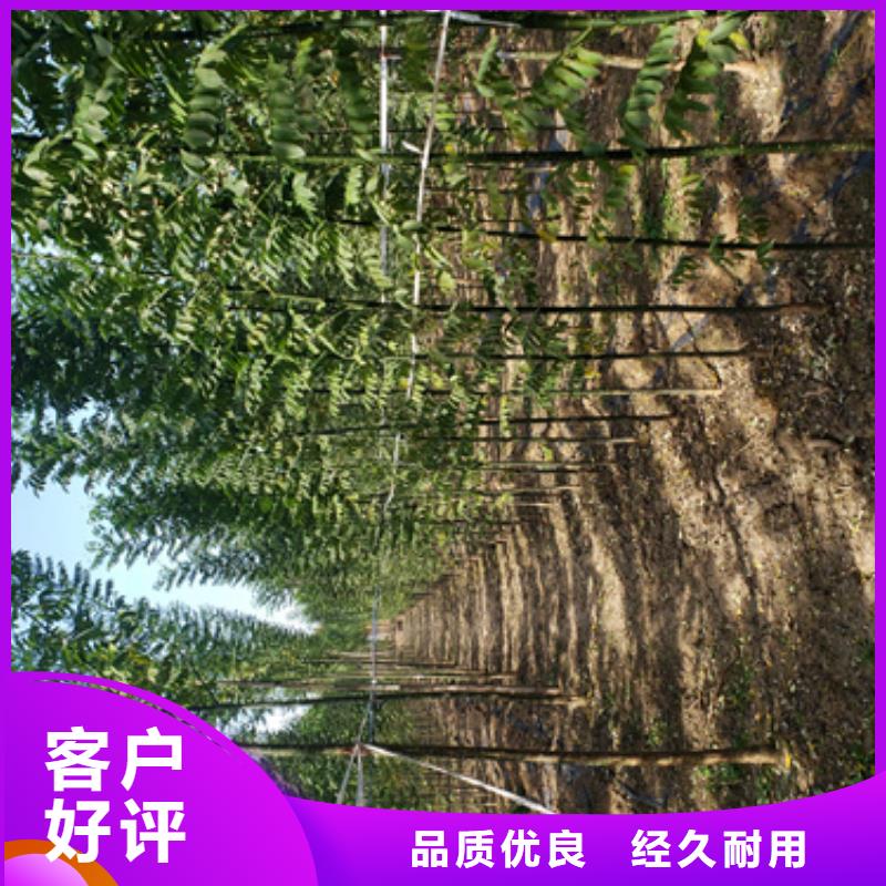 法桐,金叶复叶槭畅销本地