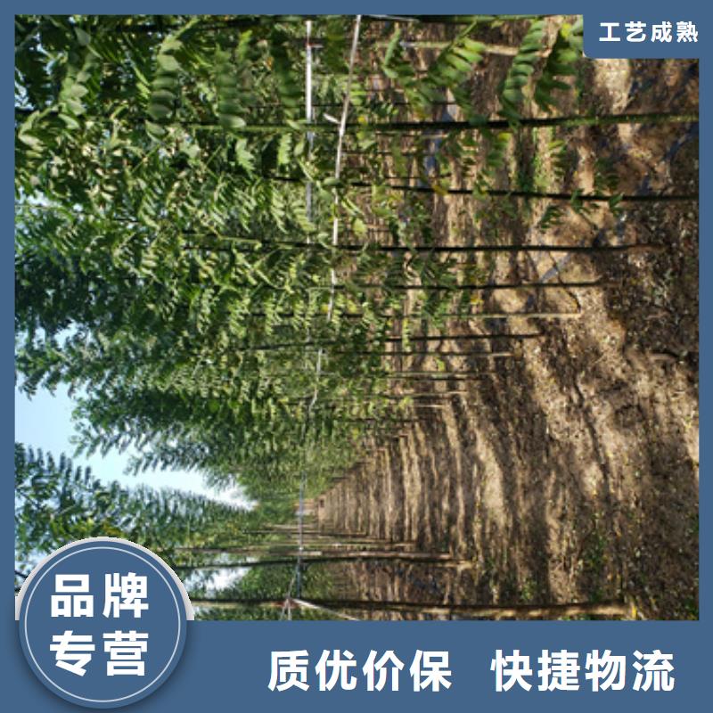 法桐截杆发帽今年新款