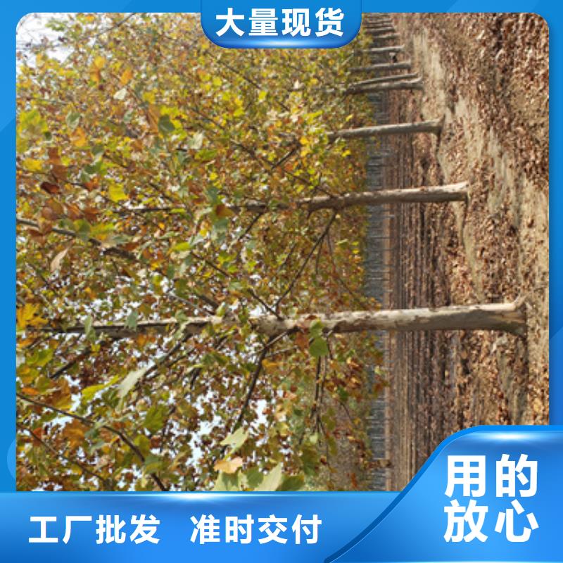 法桐美国红枫大品牌值得信赖