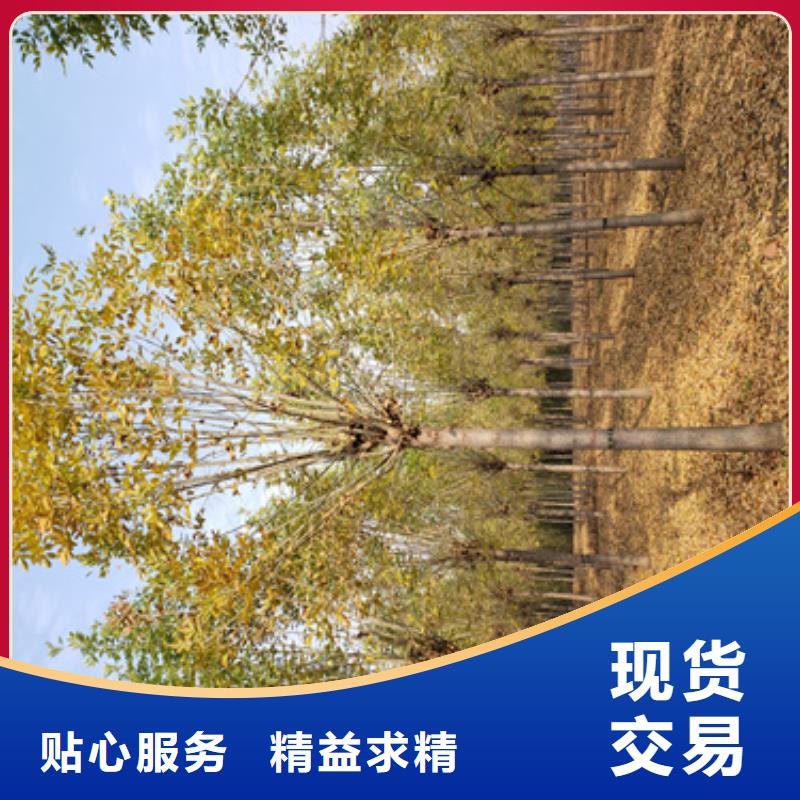法桐截杆发帽厂家案例