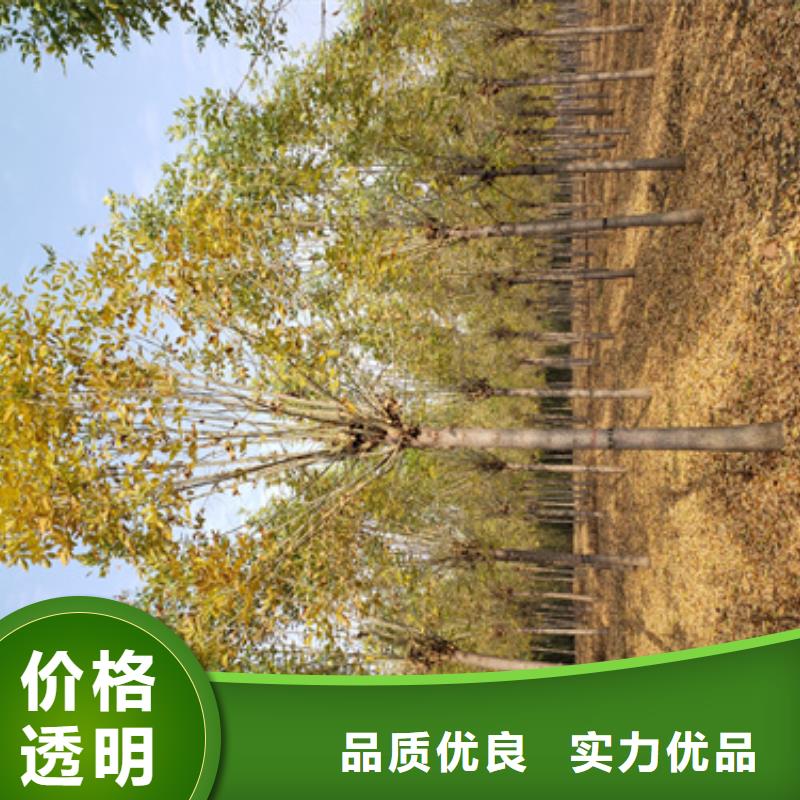 【法桐北京栾诚信商家】
