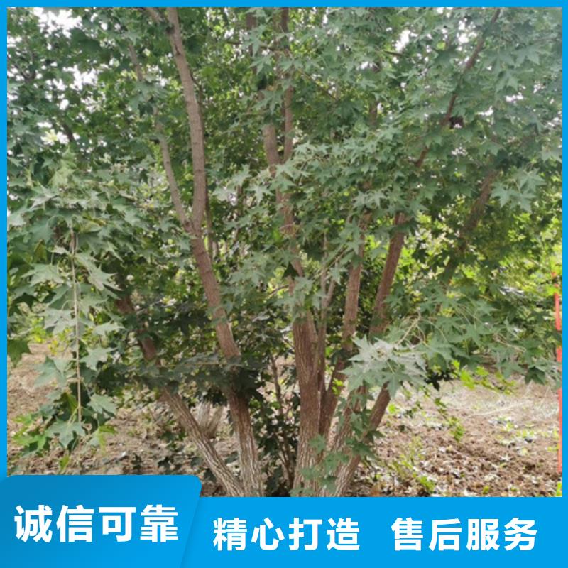 法桐秋紫白蜡厂家直销供货稳定