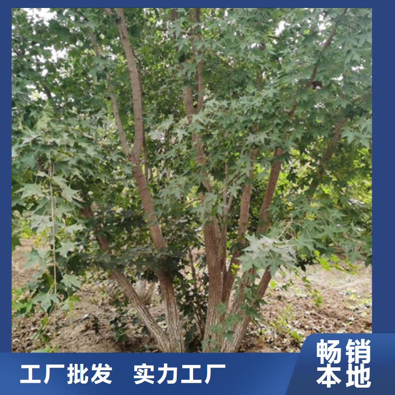 法桐黄金槐品质无所畏惧