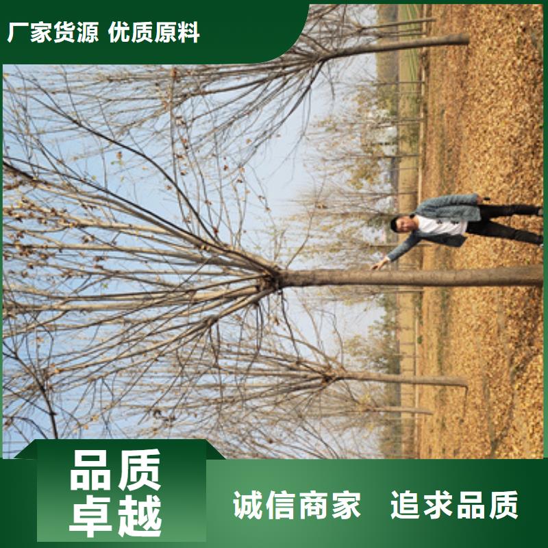 法桐【原生冠法桐】品质可靠