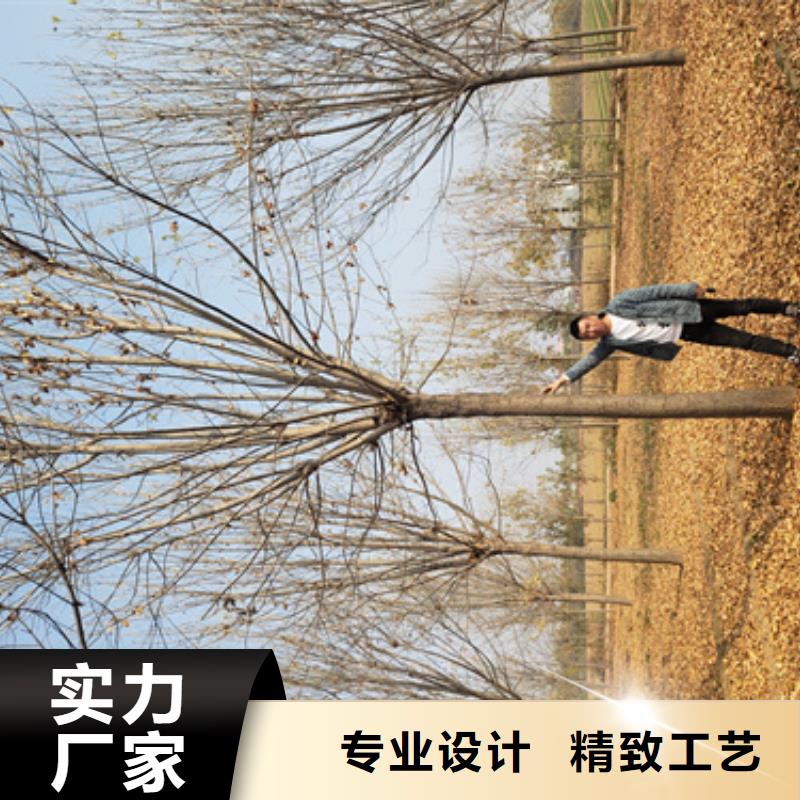 法桐金叶白蜡服务始终如一