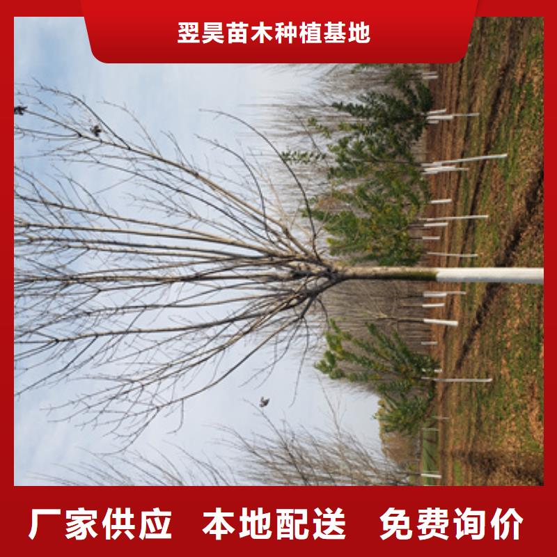 法桐原生冠法桐供应商