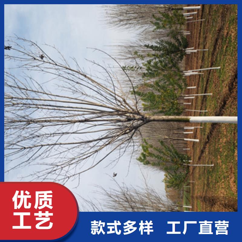 【法桐金叶槐实力雄厚品质保障】