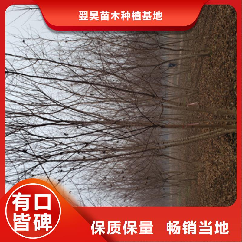法桐西府海棠专注质量