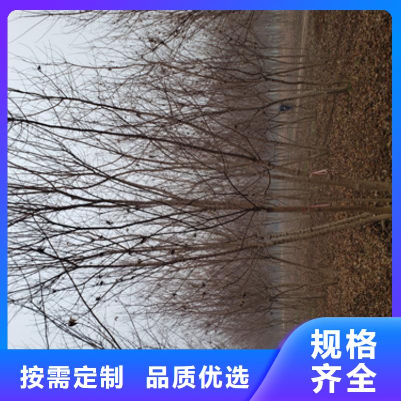 法桐垂丝海棠支持货到付清