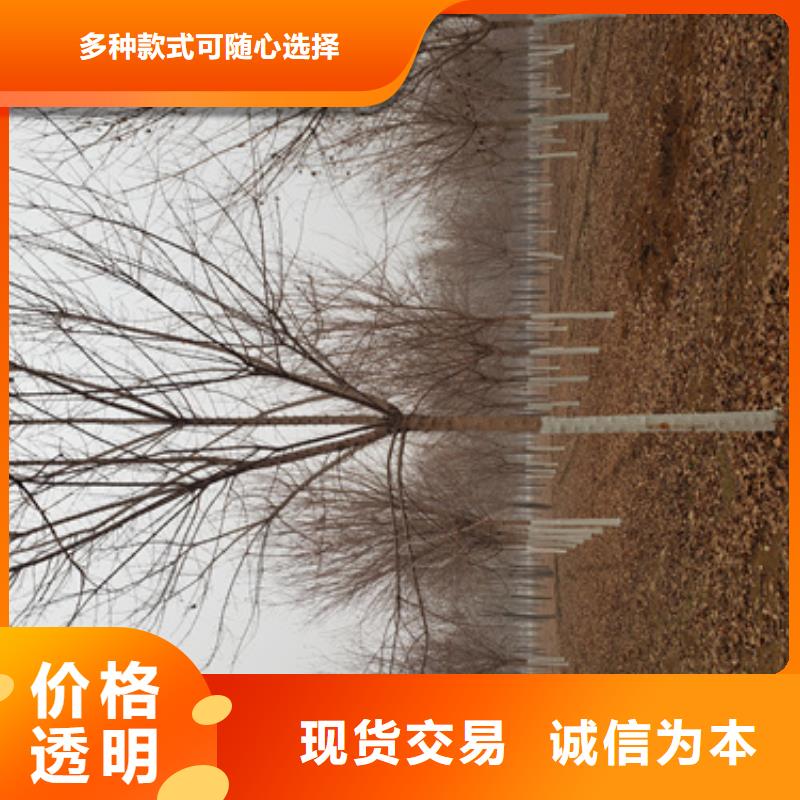 法桐【黄金槐】专业供货品质管控