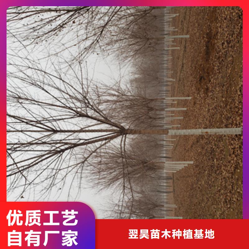 【法桐_金叶白蜡产品细节】