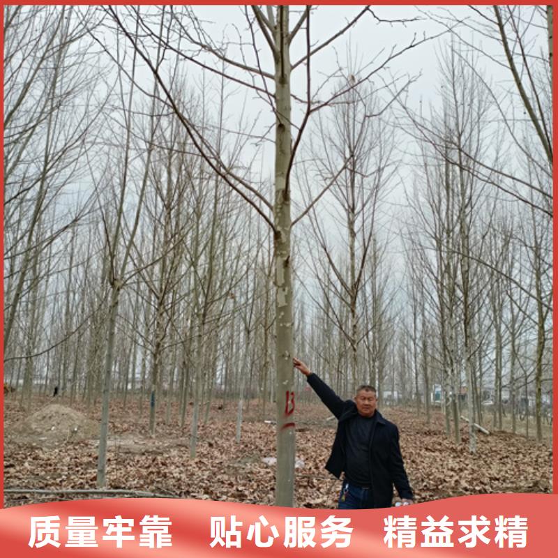 【法桐,白蜡多种场景适用】