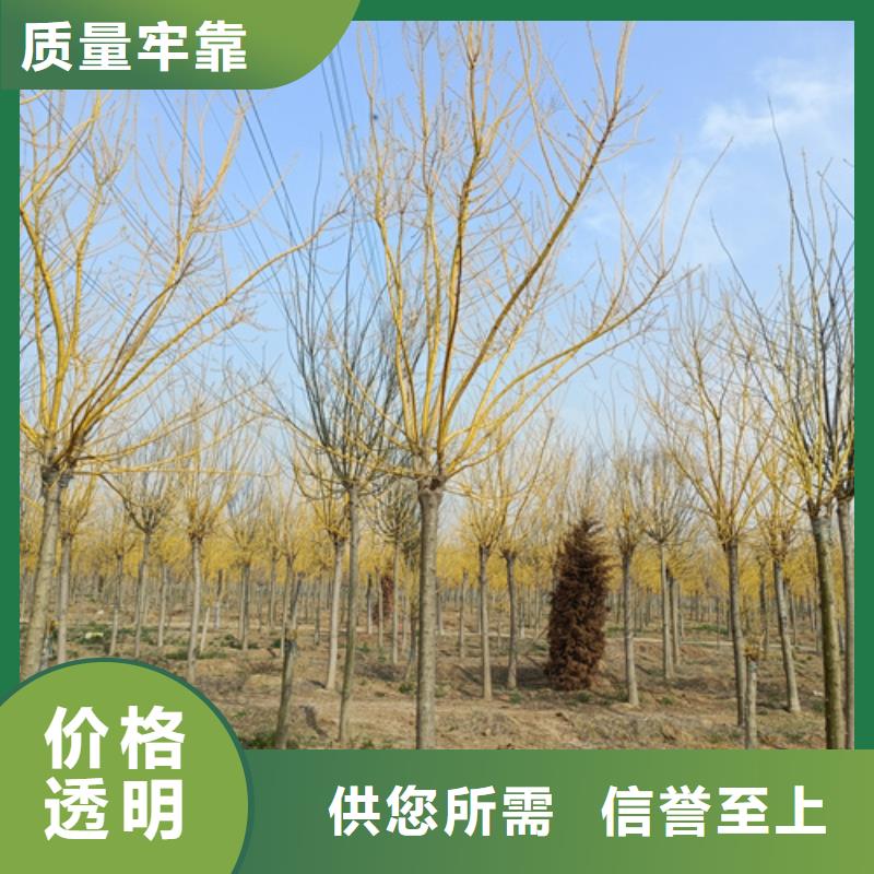 【法桐金叶槐多种款式可随心选择】
