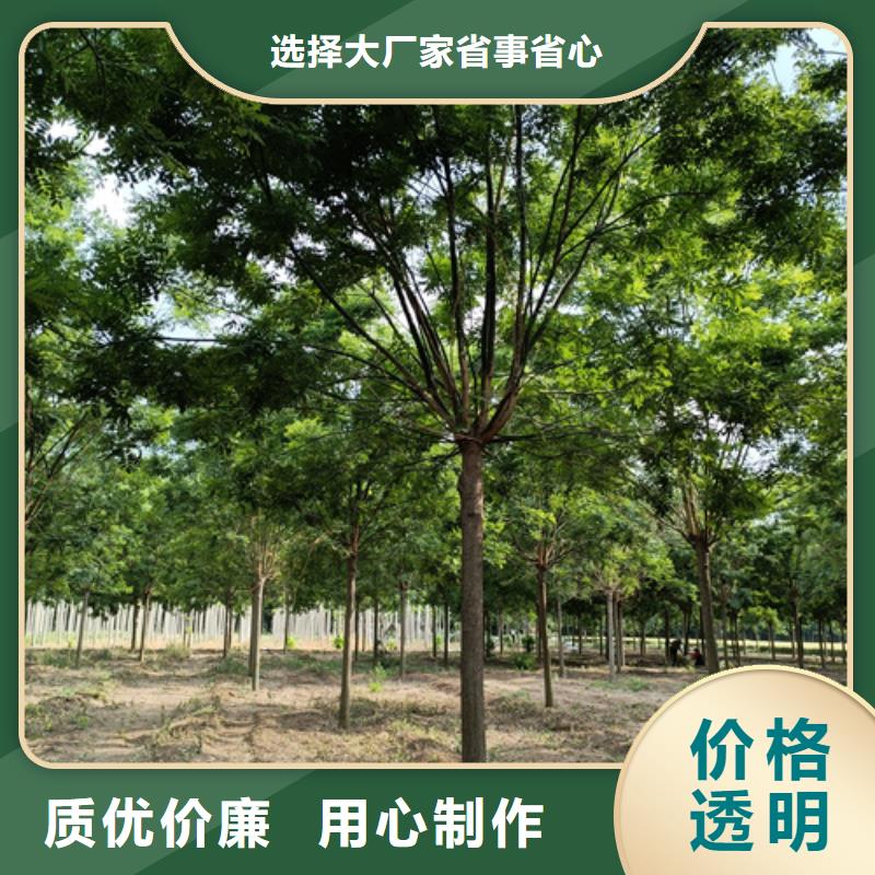 法桐-国槐自有厂家