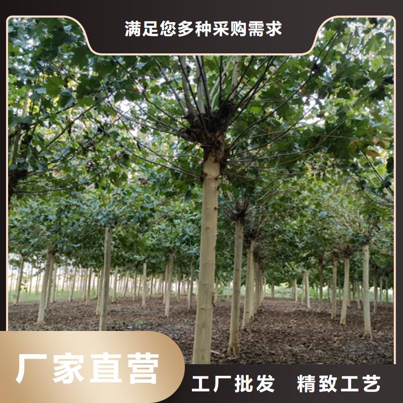 法桐秋紫白蜡厂家直销供货稳定