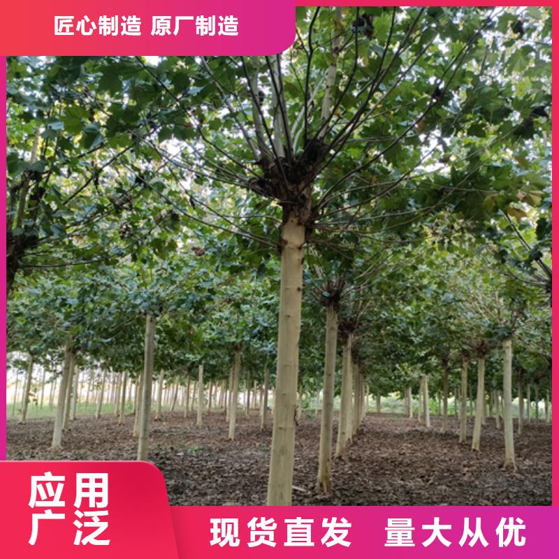 法桐金叶槐用心做好每一件产品
